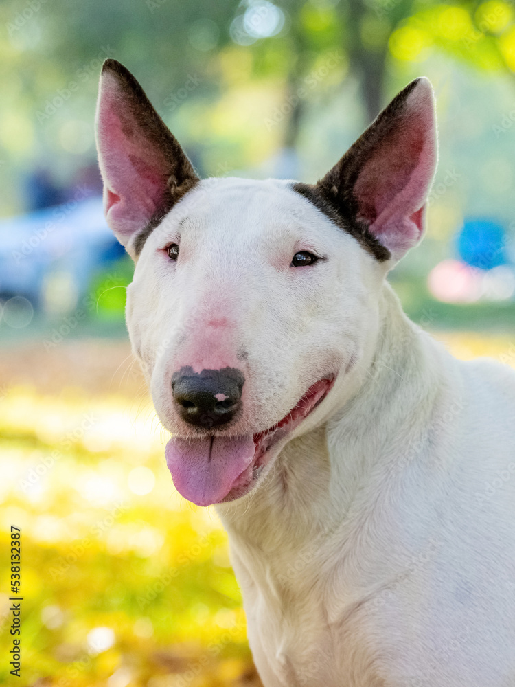 Bull terrier dog portrait close up in profile outdoors