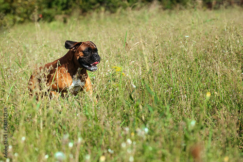 a red-haired large dog of the German boxer breed quickly and cheerfully runs across a field with grass
