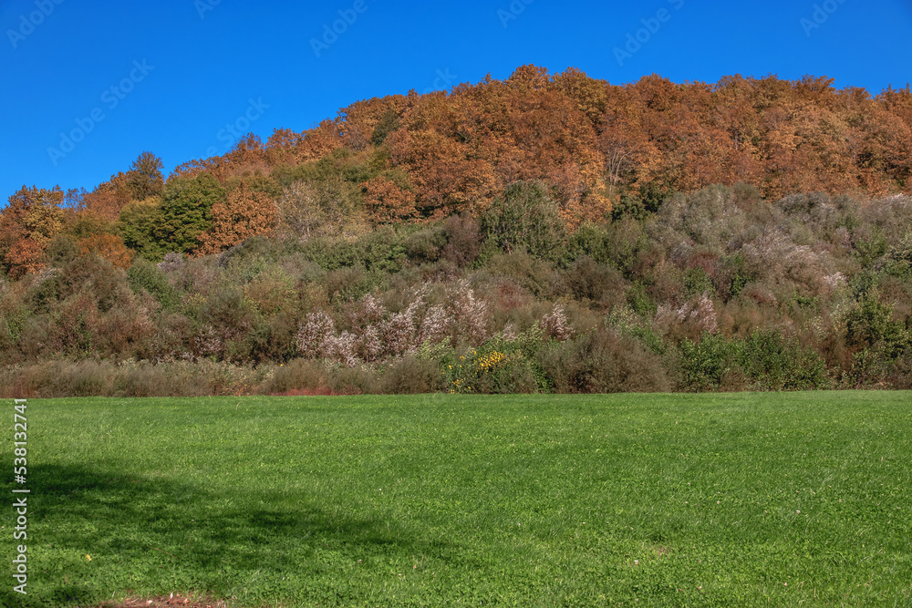 Fototapeta premium Green grass and forest under a blue sky. A green field with the edge of the forest on a sunny day in a mountainous area. Field and forest on the background of a mountain.