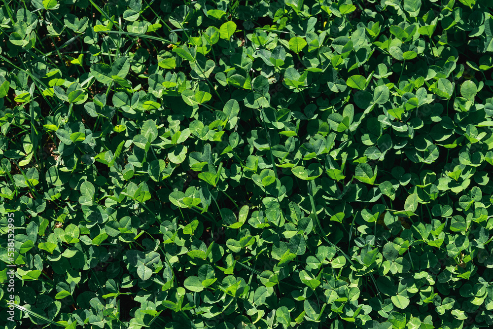 Green background and texture of alfalfa shamrock. Young alfalfa grows in the spring field. Green plant background. Green grass top view.