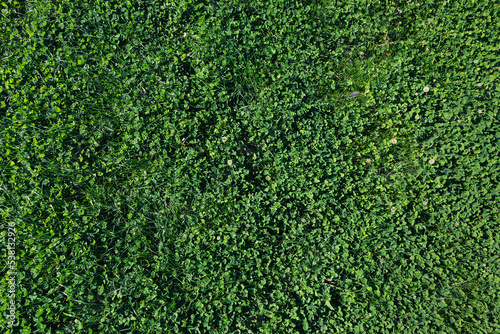 Green plant background. Young alfalfa grows in the spring field. Green background and texture of alfalfa shamrock. Green grass top view.