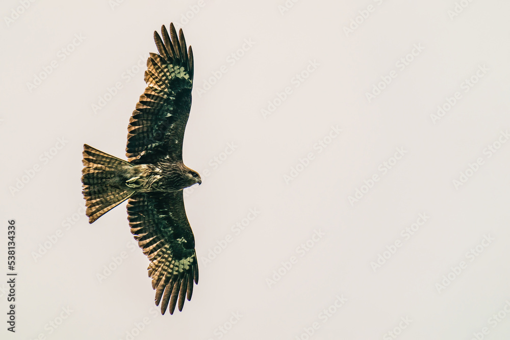 Fototapeta premium eagle in the sky