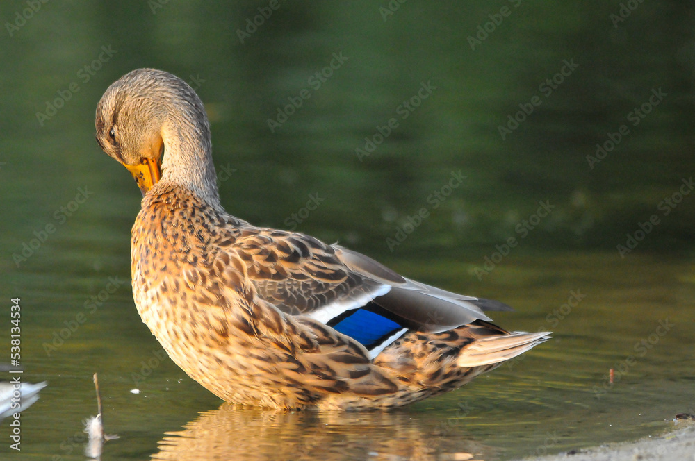 Fototapeta premium ducks on the lake 2022 in summer