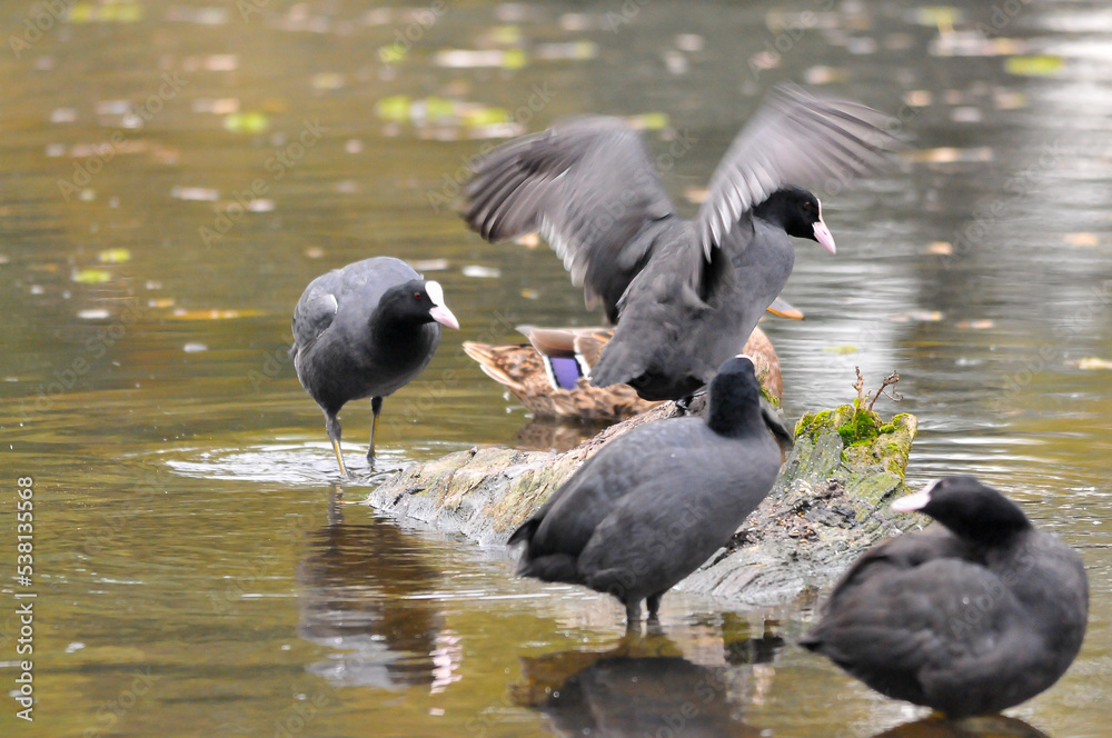 Fototapeta premium ducks on the lake 2022 in summer