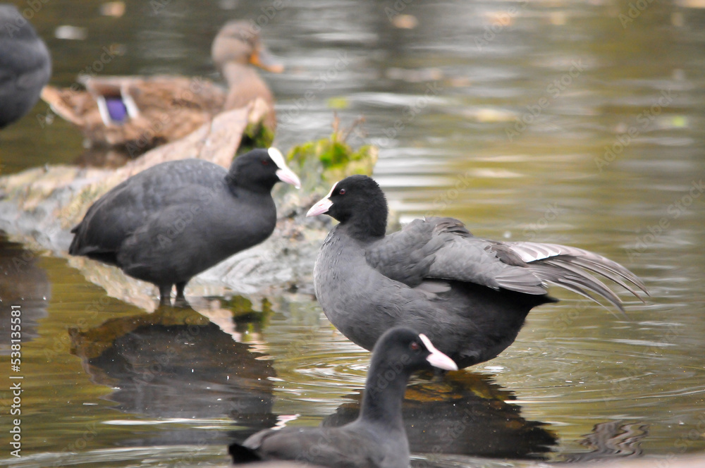 Fototapeta premium ducks on the lake 2022 in summer