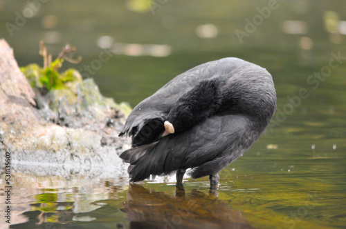 ducks on the lake 2022 in summer