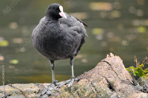 ducks on the lake 2022 in summer