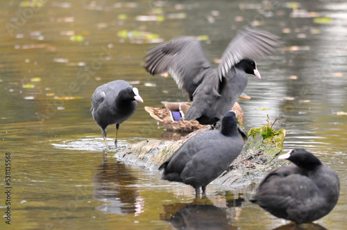 ducks on the lake 2022 in summer