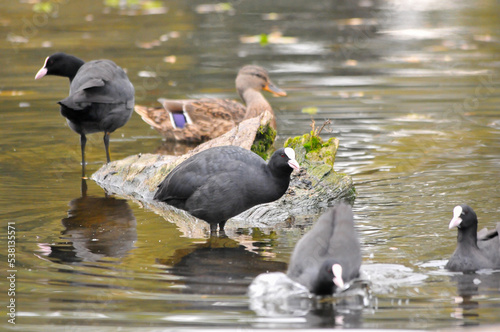 ducks on the lake 2022 in summer