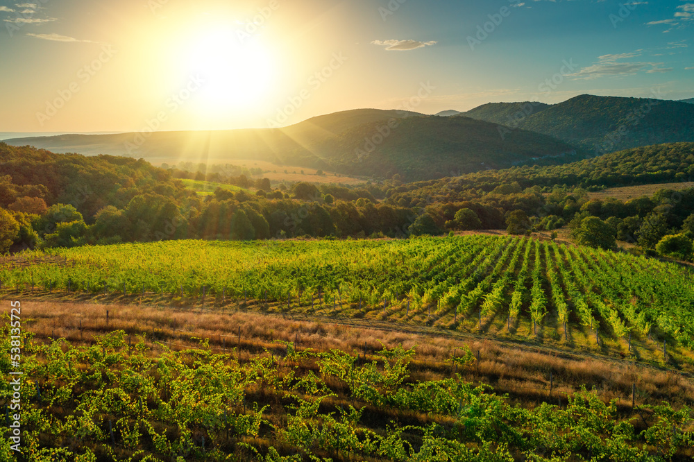 Vineyard agricultural fields in the countryside, beautiful aerial landscape during sunrise.