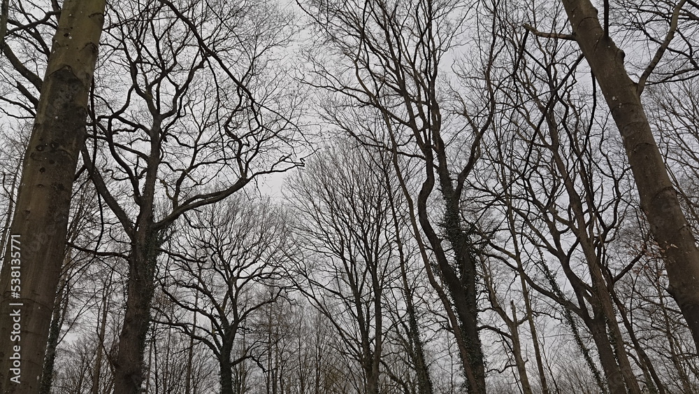 Bare winter forest in the Wallonian countryside near Mons, Belgium Bare winter forest in the Wallonian countryside near Mons, Belgium