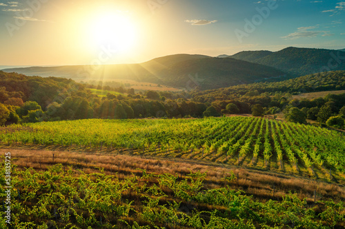 Vineyard agricultural fields in the countryside  beautiful aerial landscape during sunrise.