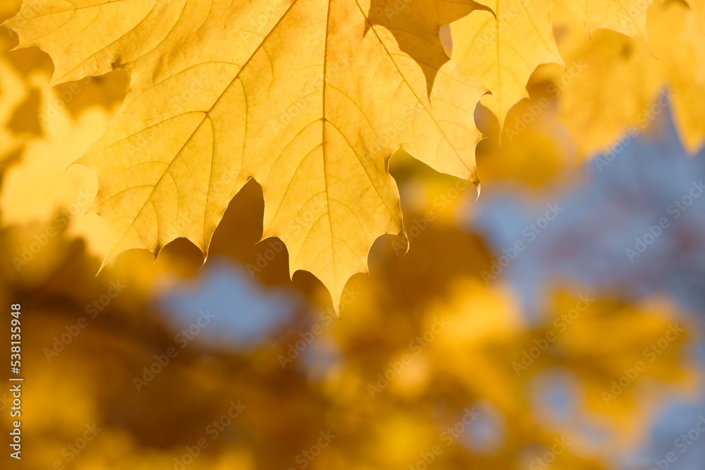 Autumn landscape. Autumn tree leaves sky background.