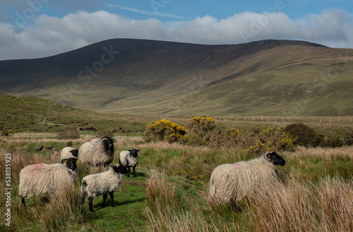 Sheep in an impressive landscape of the vast and remote peatlands at the edge of Wild Nephin National Park, co. Mayo, Ireland.
