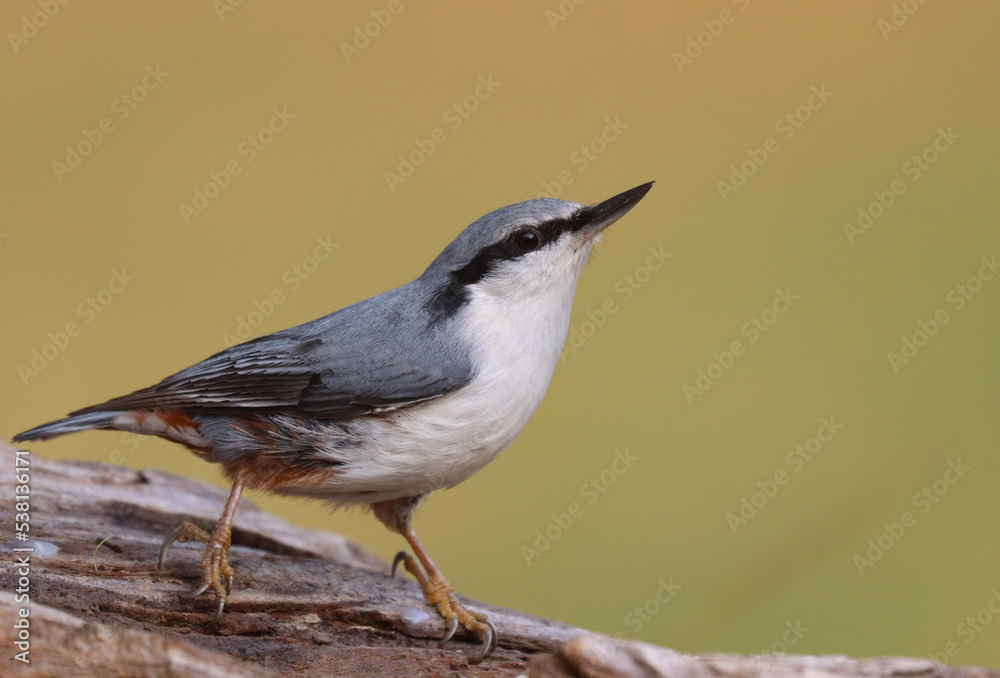 Obraz premium Eurasian nuthatch