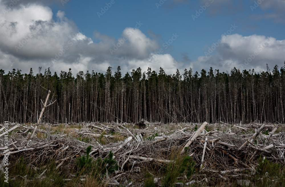 Obraz premium Forestry on the Irish peatlands is quite common, in north-west Ireland you see many spruce forests.