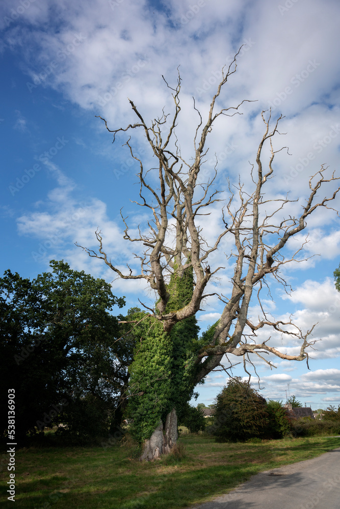 Ancient (defunct?) oak covered with ivy on the estate of Charville Castle at Tullamore, co. Offaly, Ireland Ancient (defunct?) oak covered with ivy on the estate of Charville Castle at Tullamore, co. Offaly, Ireland