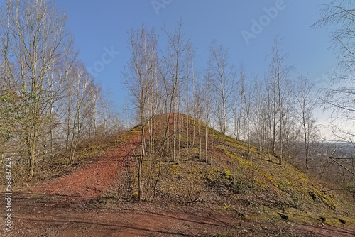 bare silver birch trees on Terril de l`Heribus, spoil tip of a old coal mine taken over again by nature. Mons, Hainaut, Belgium  photo