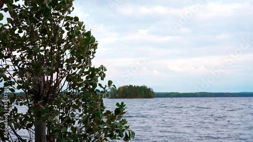 Small tree by a lake. Leaves of a tree blown by the wind. Vegetation at the edge of a large Swedish lake. Cloudy sky and cold water.