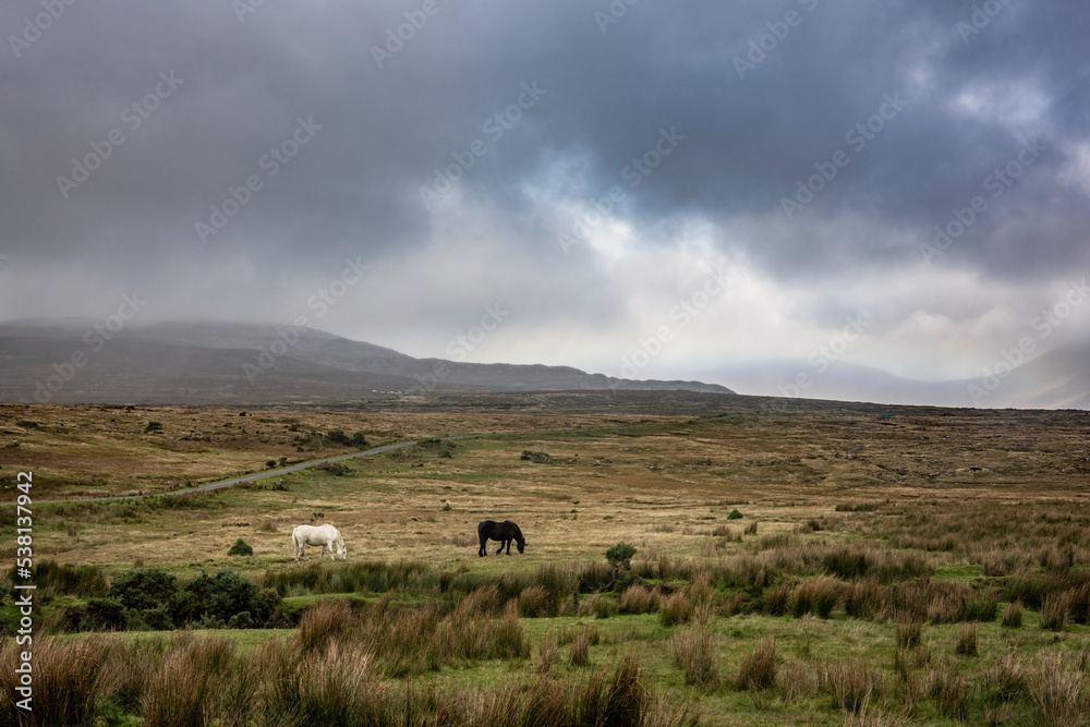 Grazing horses in the impressive landscape of the vast and remote peatlands at the edge of Wild Nephin National Park, co. Mayo, Ireland. Grazing horses in the impressive landscape of the vast and remote peatlands at the edge of Wild Nephin National Park, co. Mayo, Ireland.