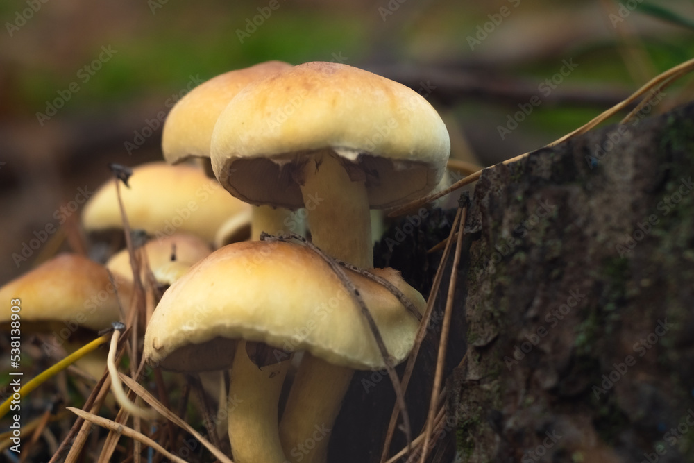 bunch buttermilk, poisonous fungus similar to edible honey fungus (Hypholoma fasciculare)