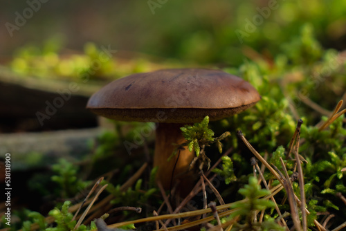 macro photo brown boletus in the forest with moss