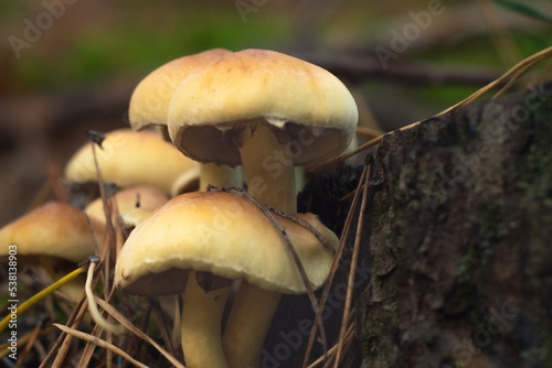 Obraz na płótnie bunch buttermilk, poisonous fungus similar to edible honey fungus (Hypholoma fasciculare) w salonie
