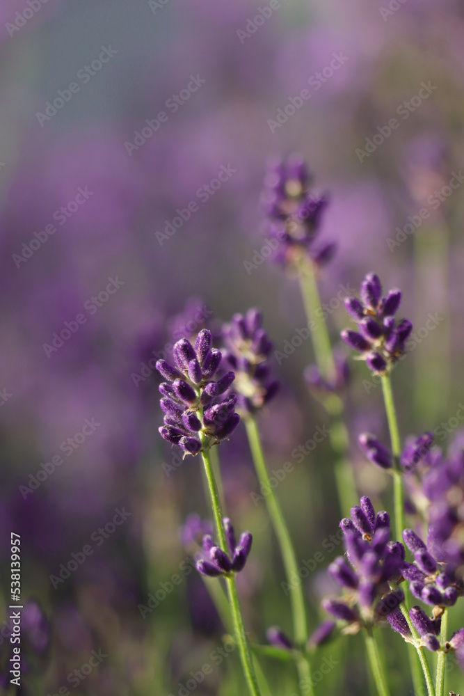 Closeup view of beautiful lavender in field on sunny day Closeup view of beautiful lavender in field on sunny day