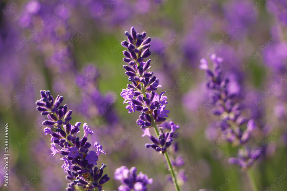 Obraz premium Closeup view of beautiful lavender in field on sunny day
