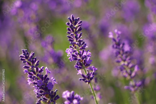 Closeup view of beautiful lavender in field on sunny day