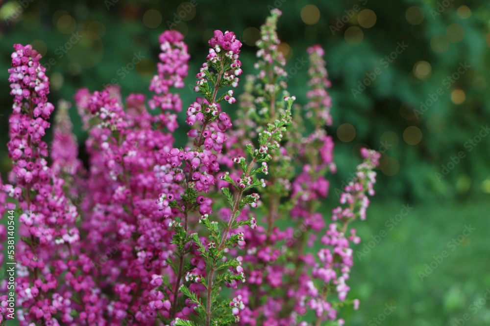 Heather shrub with blooming flowers outdoors, closeup Heather shrub with blooming flowers outdoors, closeup