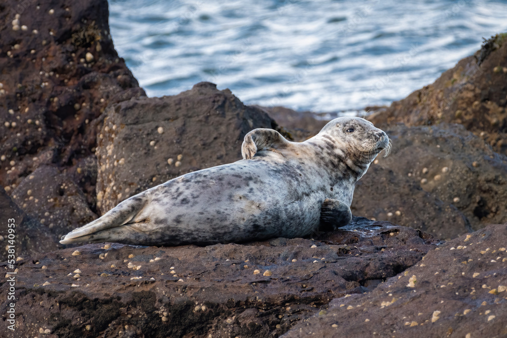 Fototapeta premium Grey seal (Halichoerus grypus) resting on rocks on the beach, Yorkshire, UK