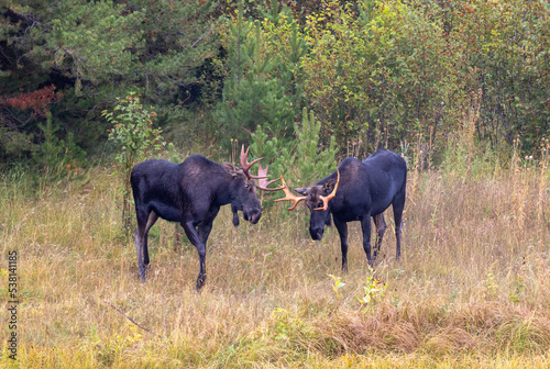 Fototapeta Naklejka Na Ścianę i Meble -  Pair of Bull Moose Fighting During the Fall Rut in Wyoming