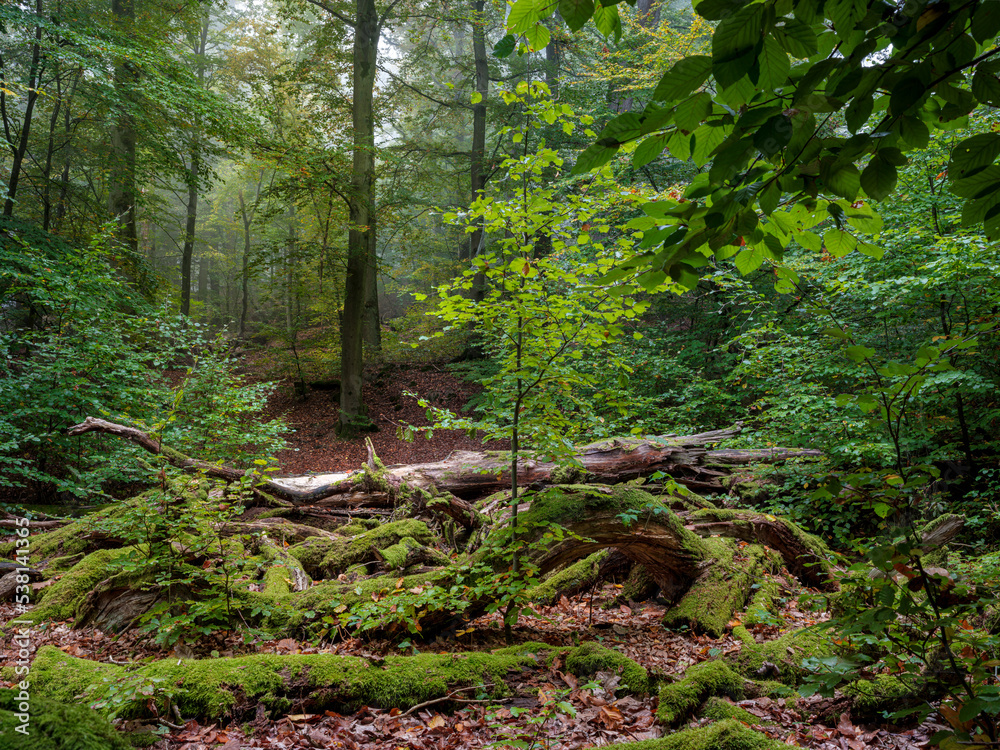 Märchenhafter Herbstwald, Nebel Dunst Märchenhafter Herbstwald, Nebel Dunst