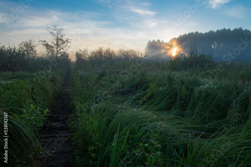 morning in the forest