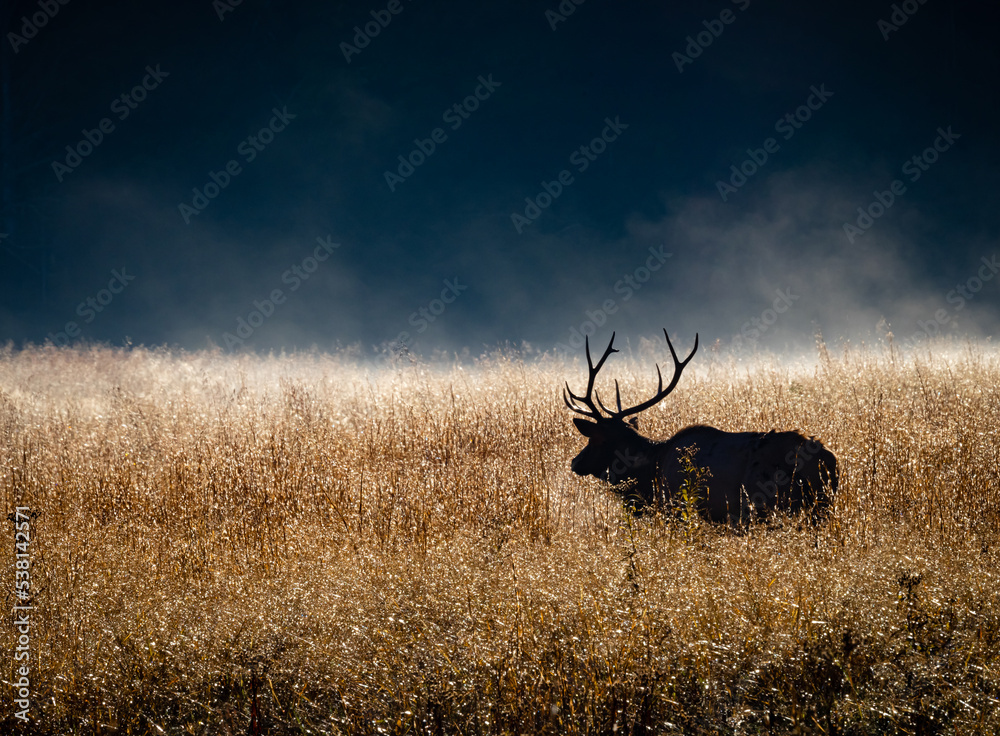 Obraz premium Male elk walks through tall grass backlighted from the sun