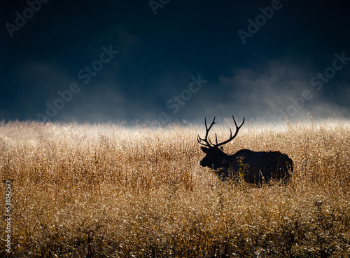 Male elk walks through tall grass backlighted from the sun