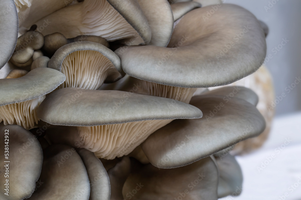 Closeup of king blue oyster mushrooms - obrazy, fototapety, plakaty 
