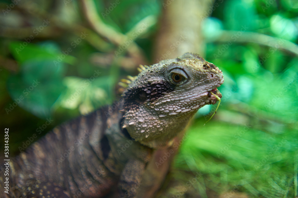 Obraz premium Green iguana eating an insect