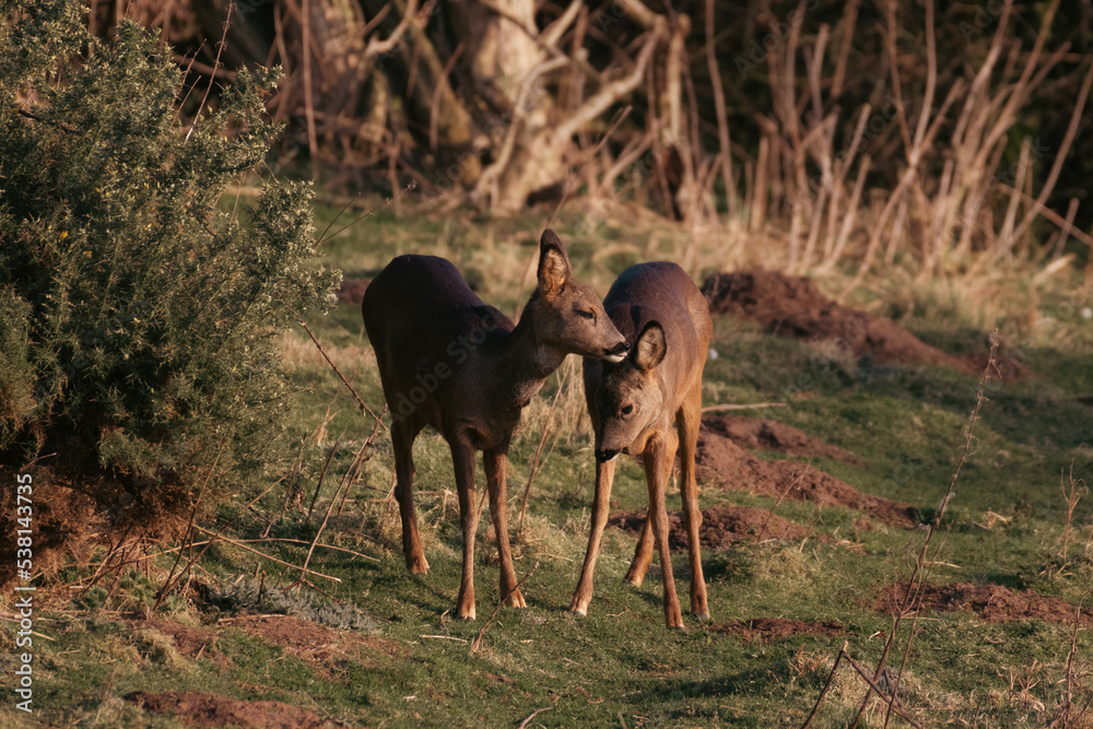 Mother Roe deer looking after her offspring Mother Roe deer looking after her offspring