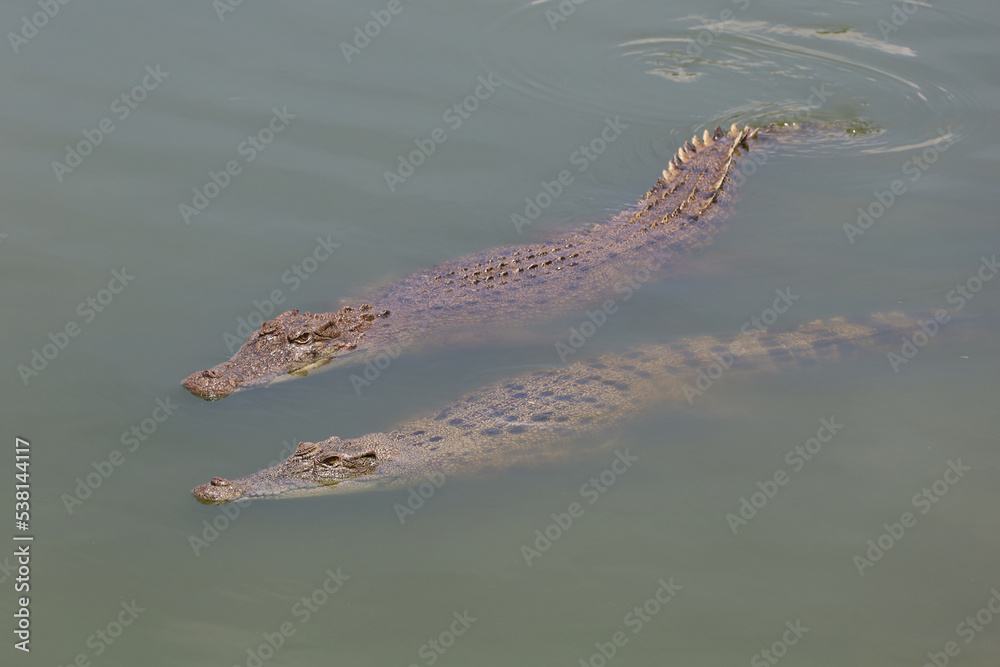 Close up two crocodile is show swim in river Close up two crocodile is show swim in river