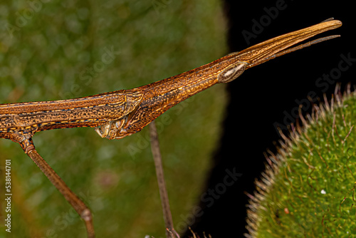 Neotropical Stick Grasshopper photo