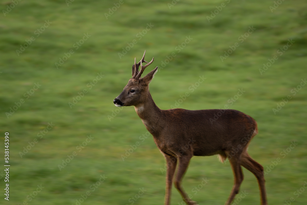 Lone Roe Buck walking through a field Lone Roe Buck walking through a field