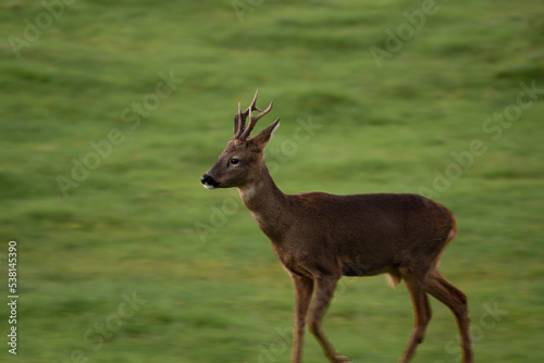 Lone Roe Buck walking through a field