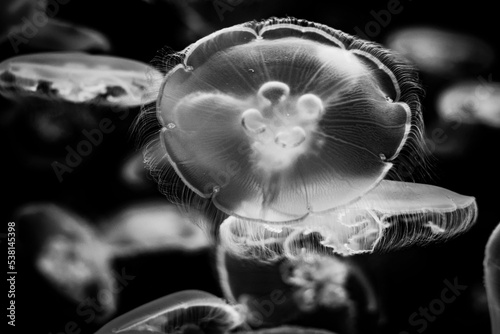 Jellyfish against a dark black background 