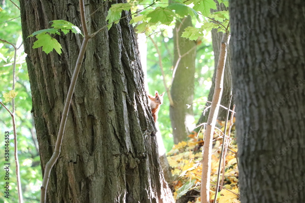 Wiewiórka na drzewie w rezerwacie przyrody Skarpa Ursynowska - obrazy, fototapety, plakaty 
