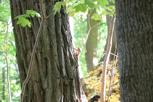 Wiewiórka na drzewie w rezerwacie przyrody Skarpa Ursynowska