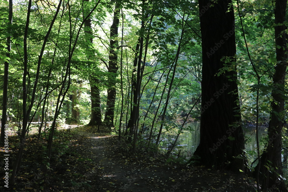 Naklejka premium Rezerwat przyrody Morysin w Warszawie