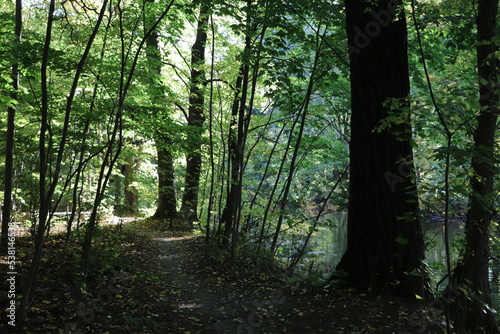 Rezerwat przyrody Morysin w Warszawie