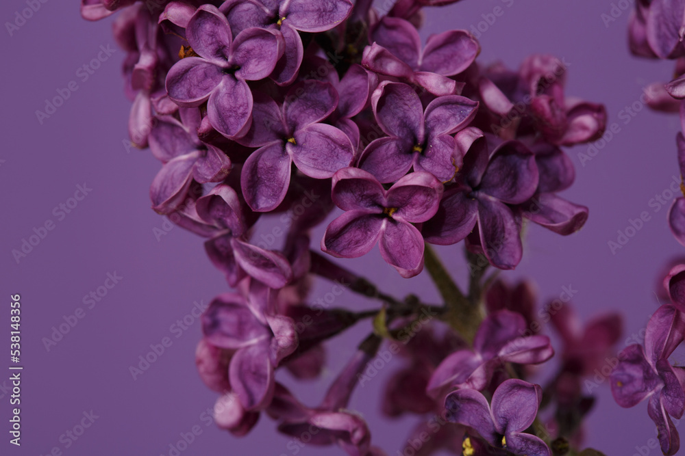 A bunch of lilacs in dark purple color isolated on a purple background.